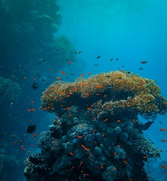 Guía de la Gran Barrera de Coral: Dónde Bucear y Cómo Cuidarla